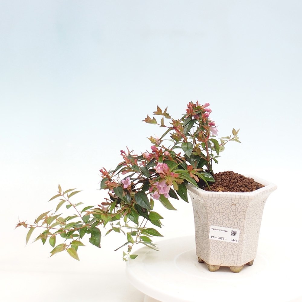 Bonsai zewnętrzne - Abelia Grandiflora - Abelia grandiflora