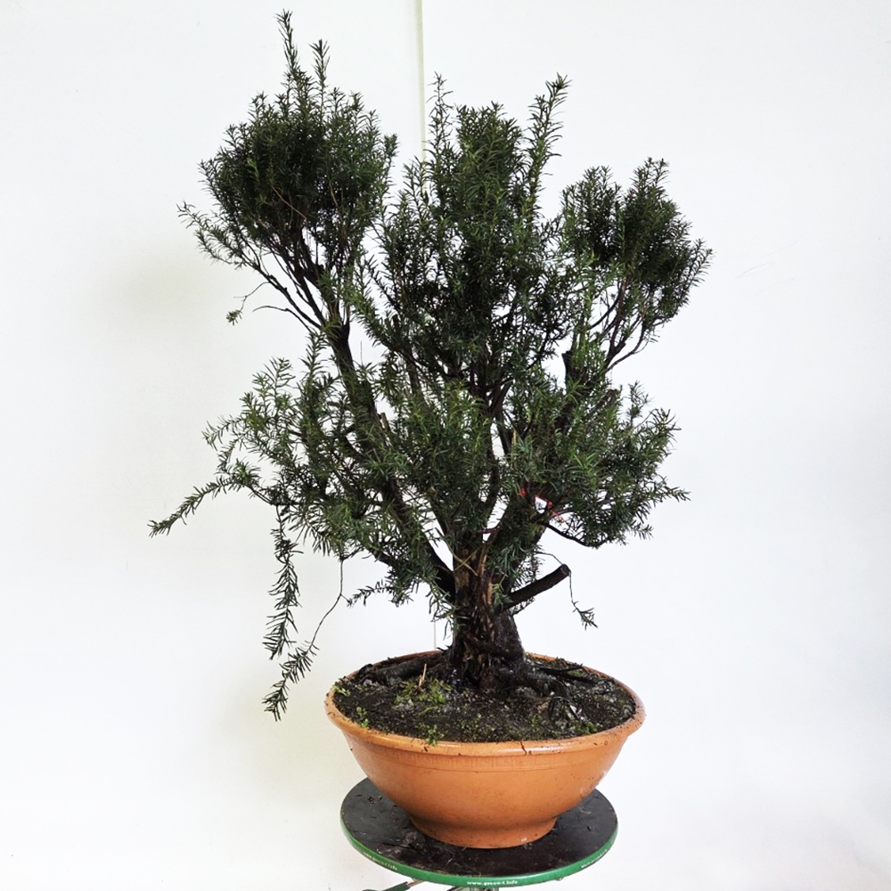 Zewnętrzne bonsai cis czerwony - Taxus bacata