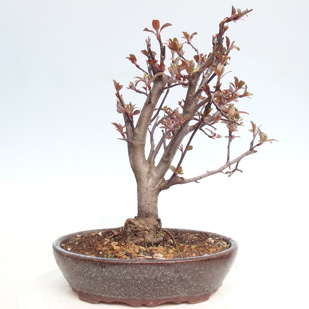 Outdoor bonsai - Malus domestica - Jabłoń czerwonolistna o małych owocach