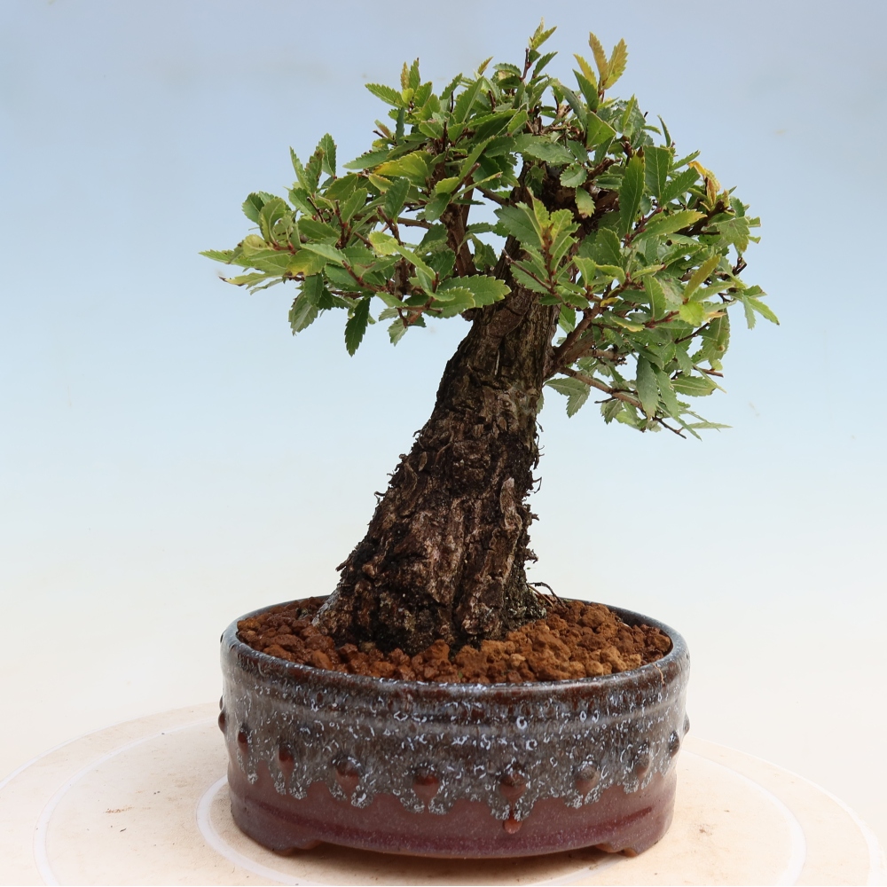 Bonsai zewnętrzne - Zelkova - Zelkova NIRE