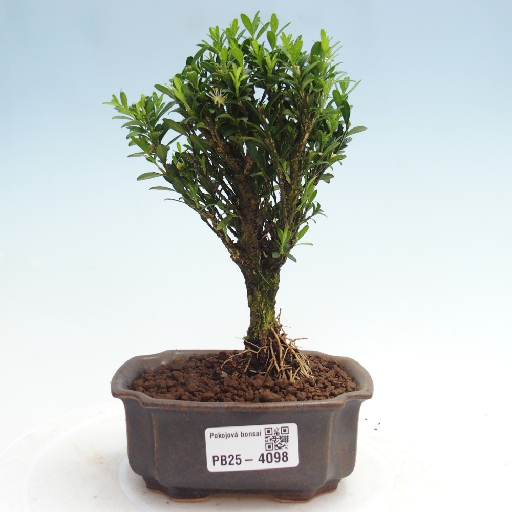 Pokój bonsai - Buxus harlandii - buxus korkowy