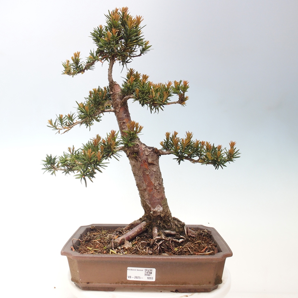 Bonsai na zewnątrz - Taxus cuspidata - cis japoński