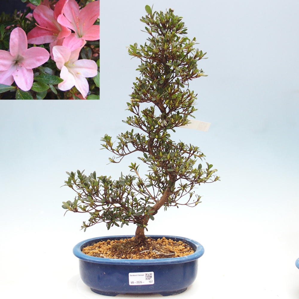 Bonsai zewnętrzne - Azalia japońska - Azalia Nikko