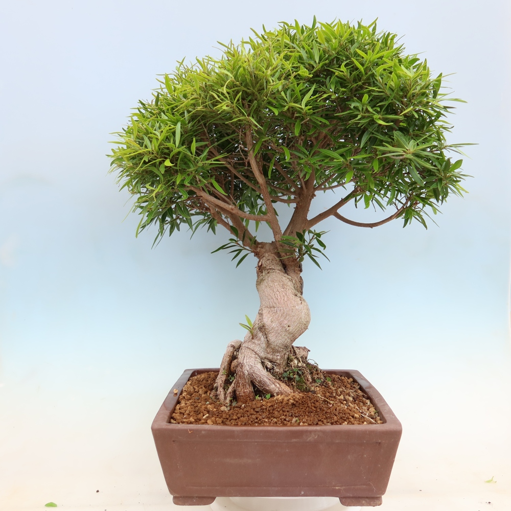 Pokój bonsai - Ficus nerifolia - figowiec drobnolistny