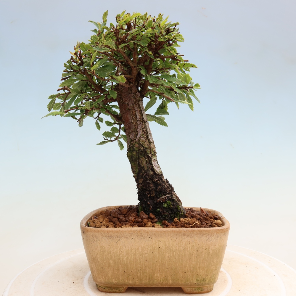 Bonsai zewnętrzne - Zelkova - Zelkova NIRE
