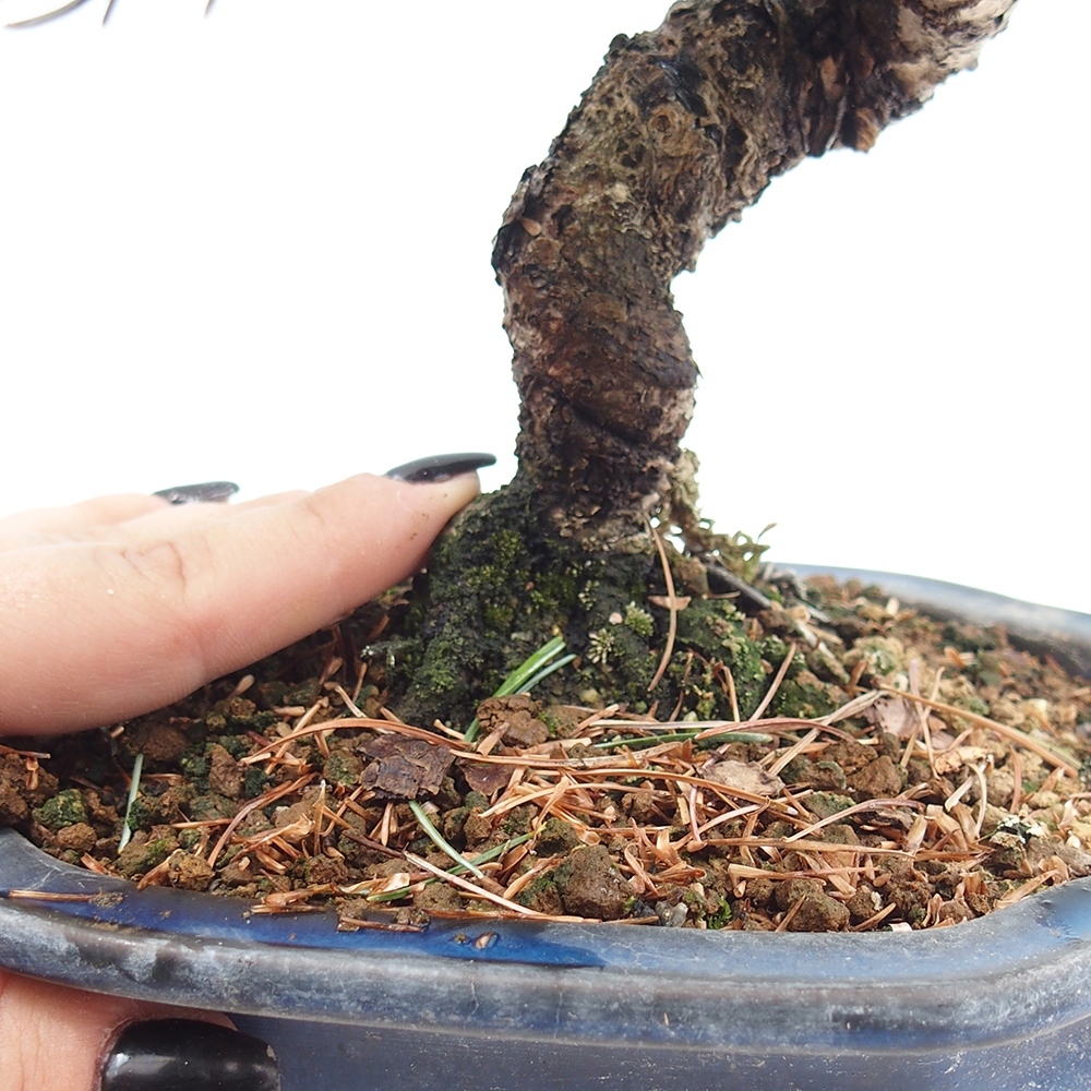 Outdoor bonsai - Pinus parviflora - Mała sosna