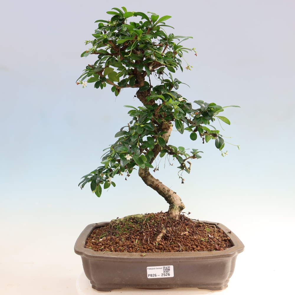 Bonsai pokojowe - Carmona macrophylla - Tea fuki