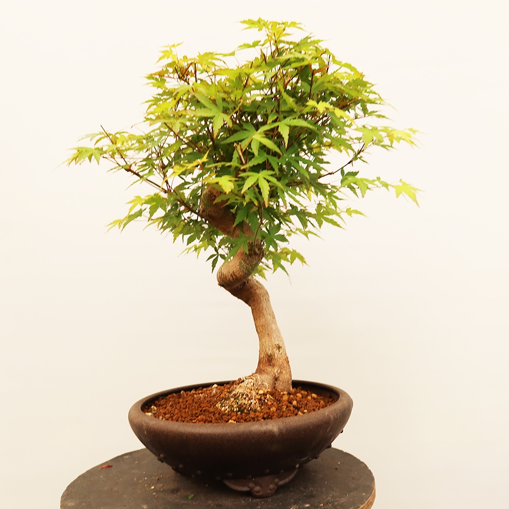 Outdoor bonsai - Klon palmowy - Palmy