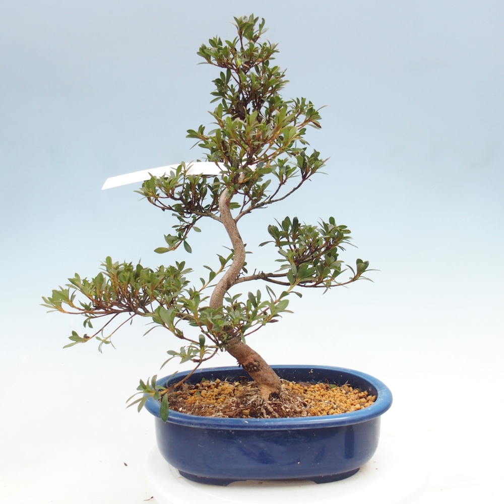 Bonsai zewnętrzne - Azalia japońska - Azalia Beniko