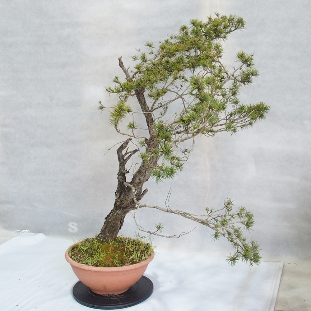 Yamadori - Pinus sylvestris 