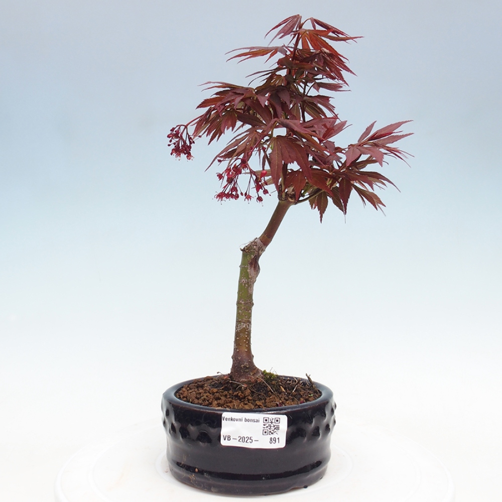 Bonsai zewnętrzne - palma Acer. Klon Atropurpureum-Palmleaf