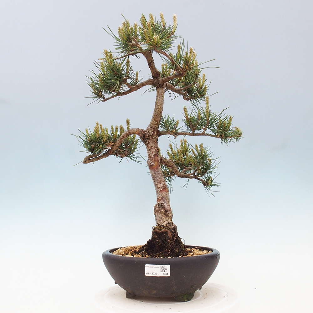 Outdoor bonsai - Pinus Sylvestris - sosna zwyczajna
