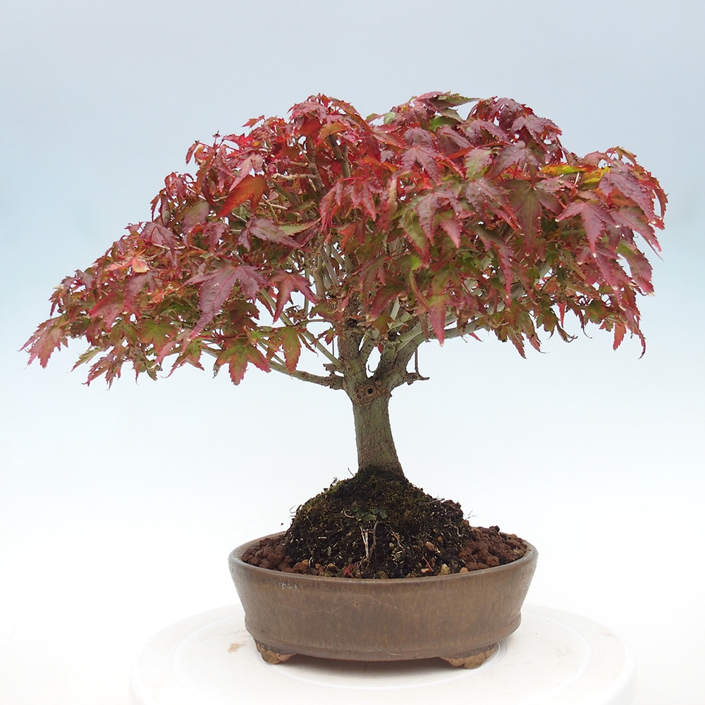 Acer palmatum KIOHIME - klon palmowy