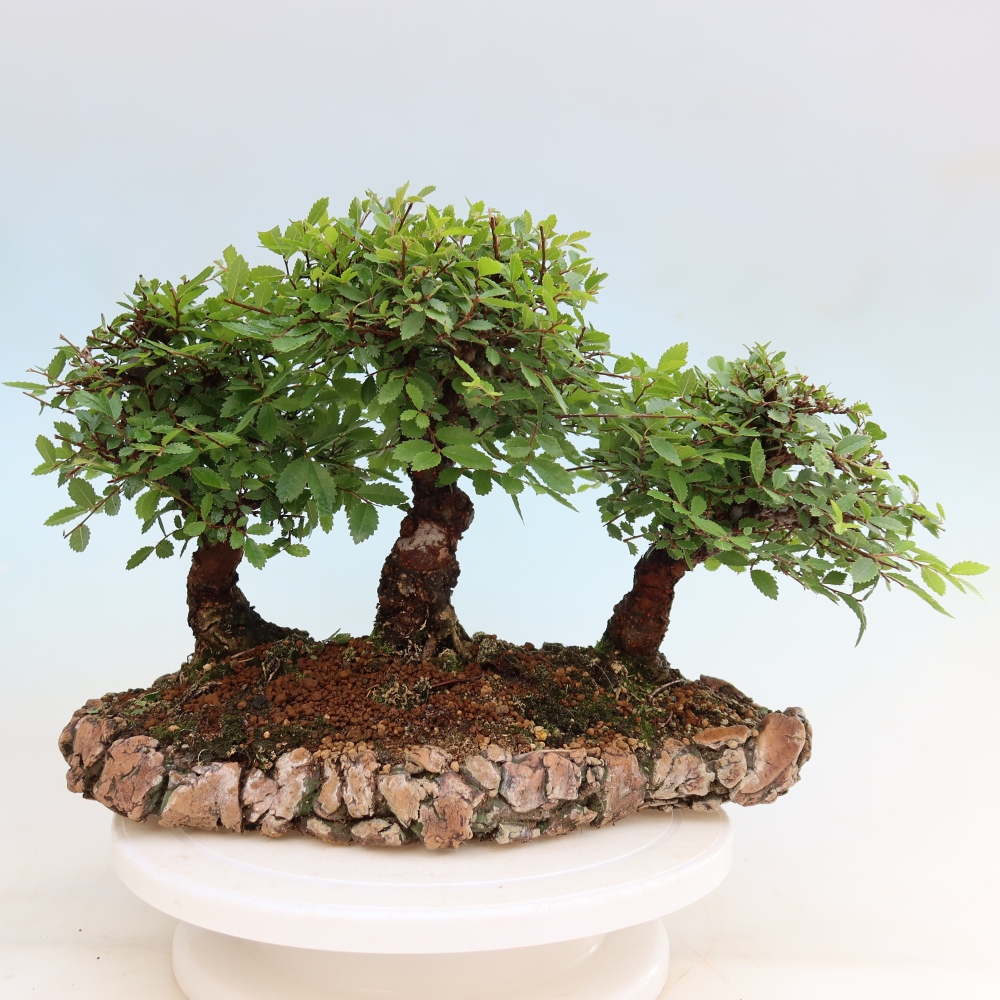 Bonsai ogrodowe – Zelkova – Zelkova NIRE – zagajnik