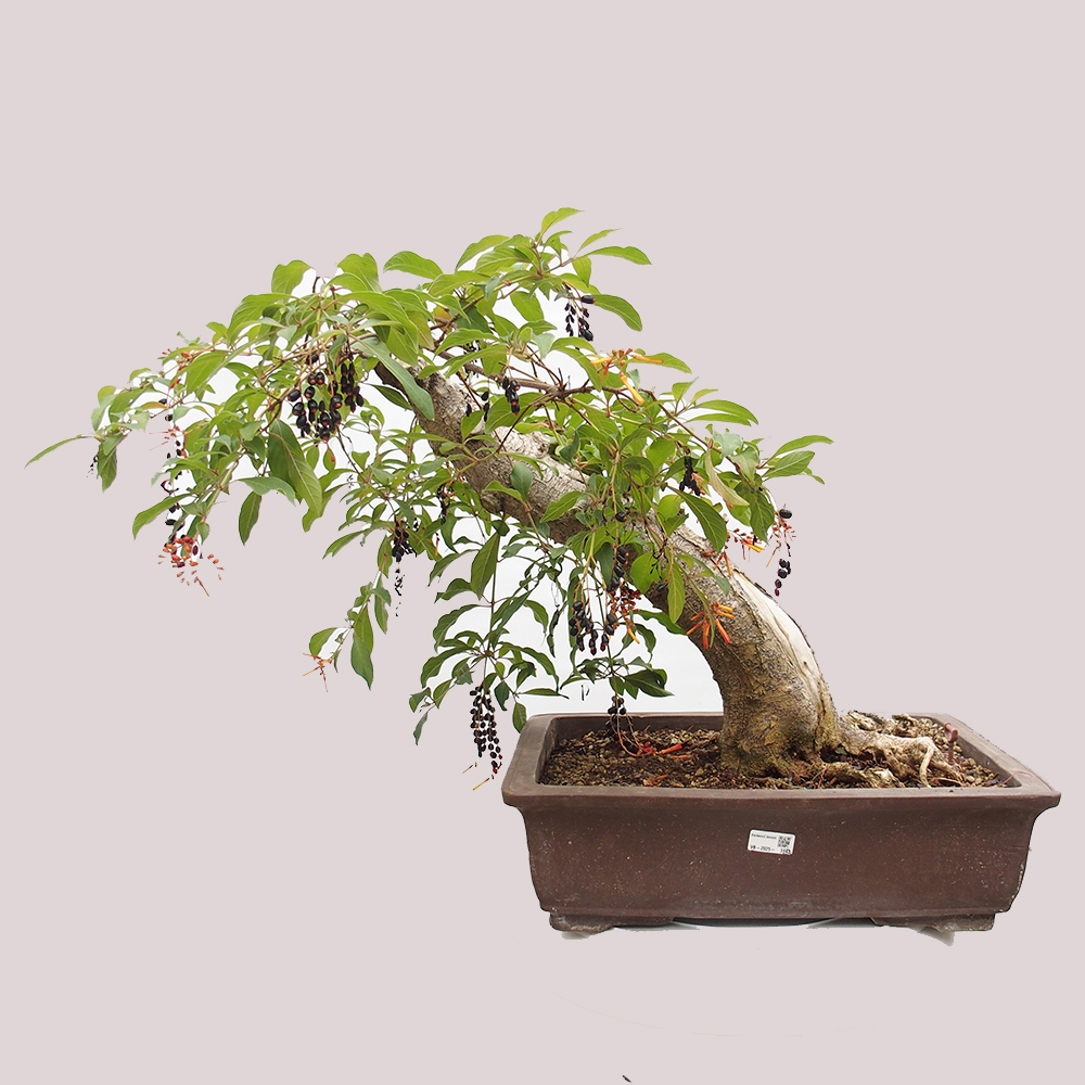 Bonsai pokojowe - patent Hamelia