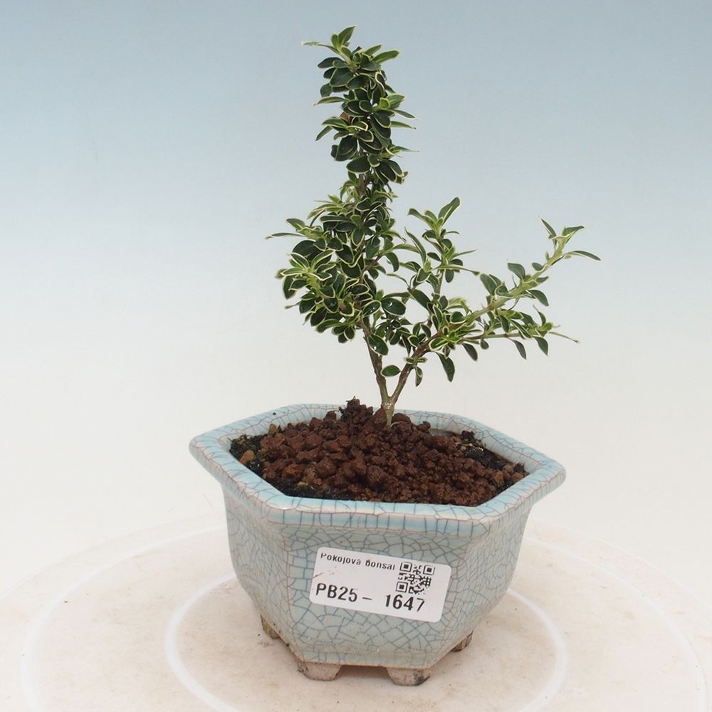 Bonsai do wnętrz - Serissa foetida Variegata - Drzewo tysiąca gwiazd