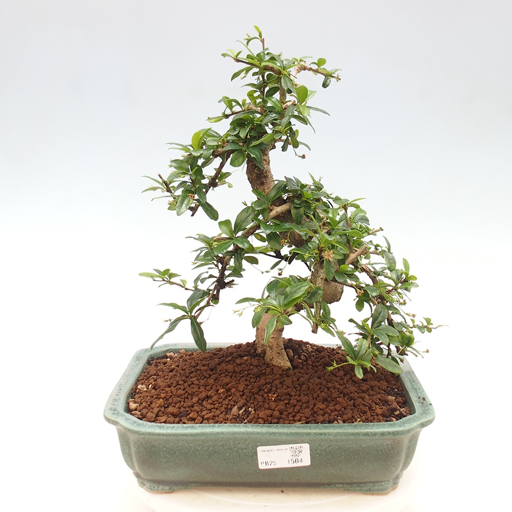 Pokój bonsai - Carmona macrophylla - Tea fuki