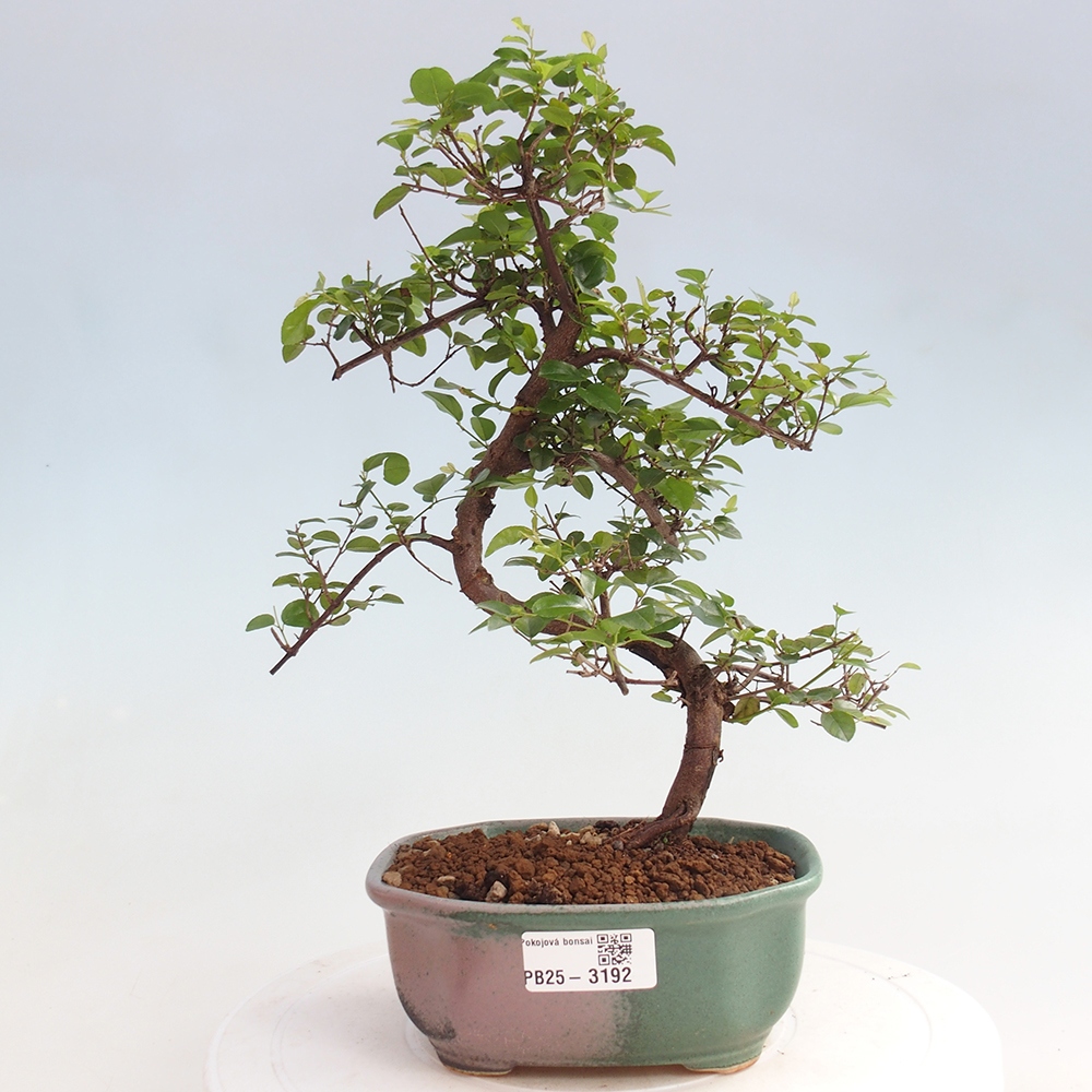Bonsai wewnętrzne - Sagerécie thea - Sagerécie thea
