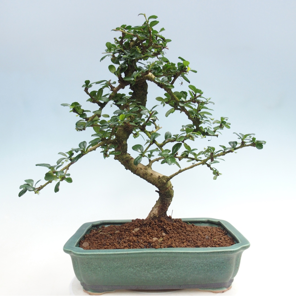 Bonsai pokojowe - Carmona macrophylla - Tea fuki