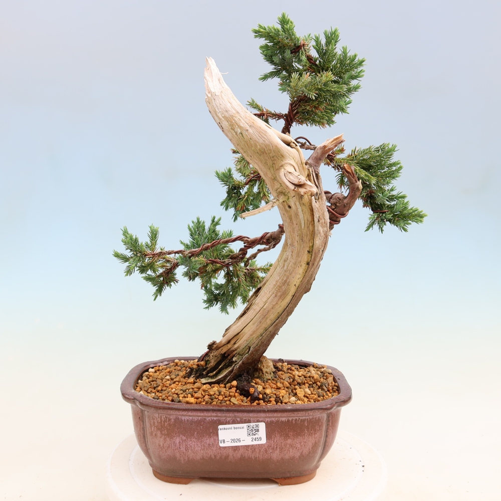 Bonsai ogrodowe – Juniperus squamata – Jałowiec łuskowaty