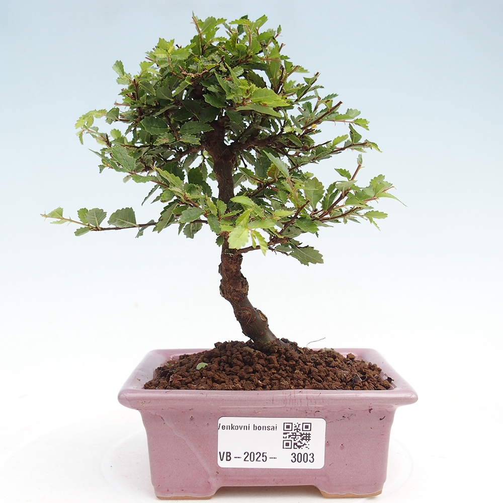 Bonsai zewnętrzne - Ulmus parvifolia Sagei - Wiąz drobnolistny