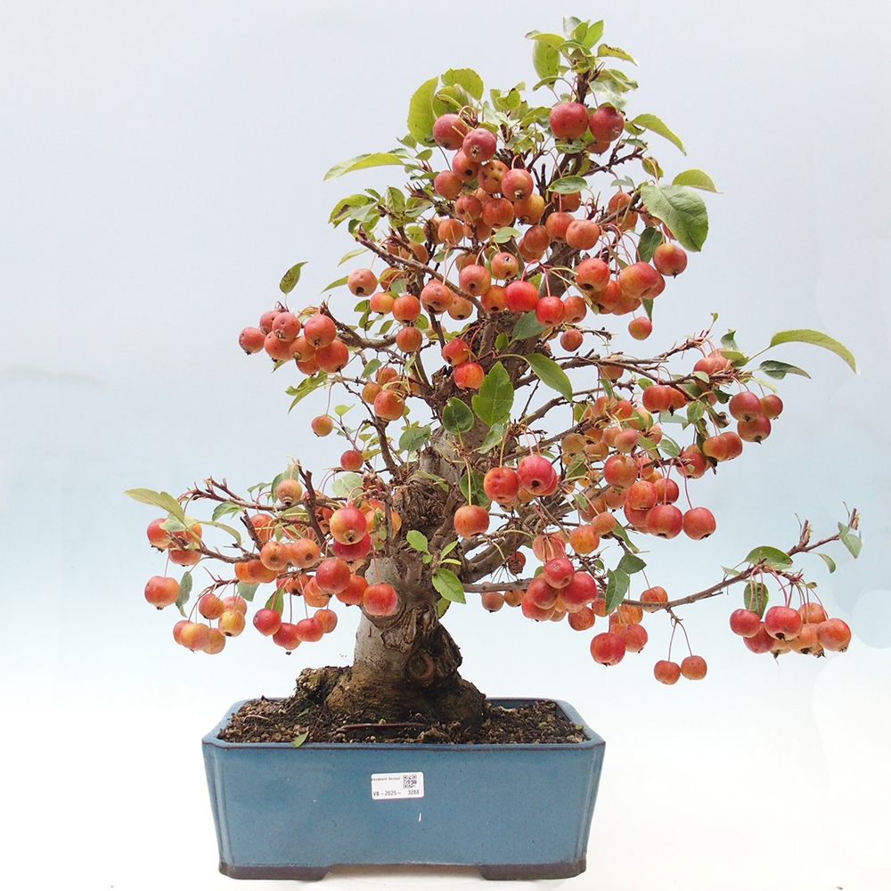 Bonsai plenerowe - Malus Halliana - Jabłoń drobnoowocowa