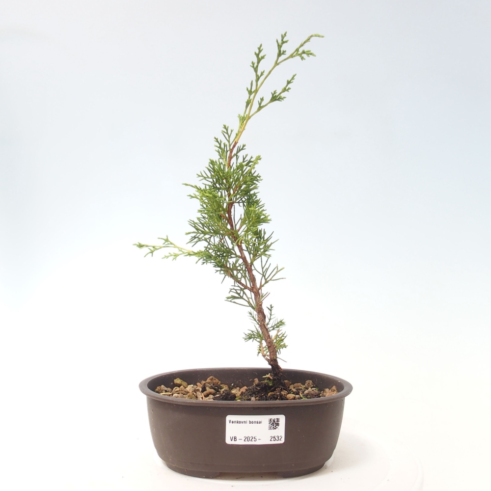 Outdoor bonsai - Juniperus chinensis Itoigawa - Jałowiec chiński