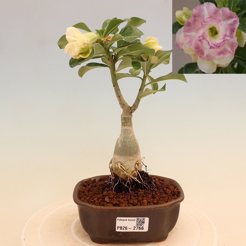Bonsai pokojowe – Adenium obesum szczepione V.F.S.412 – Róża pustynna
