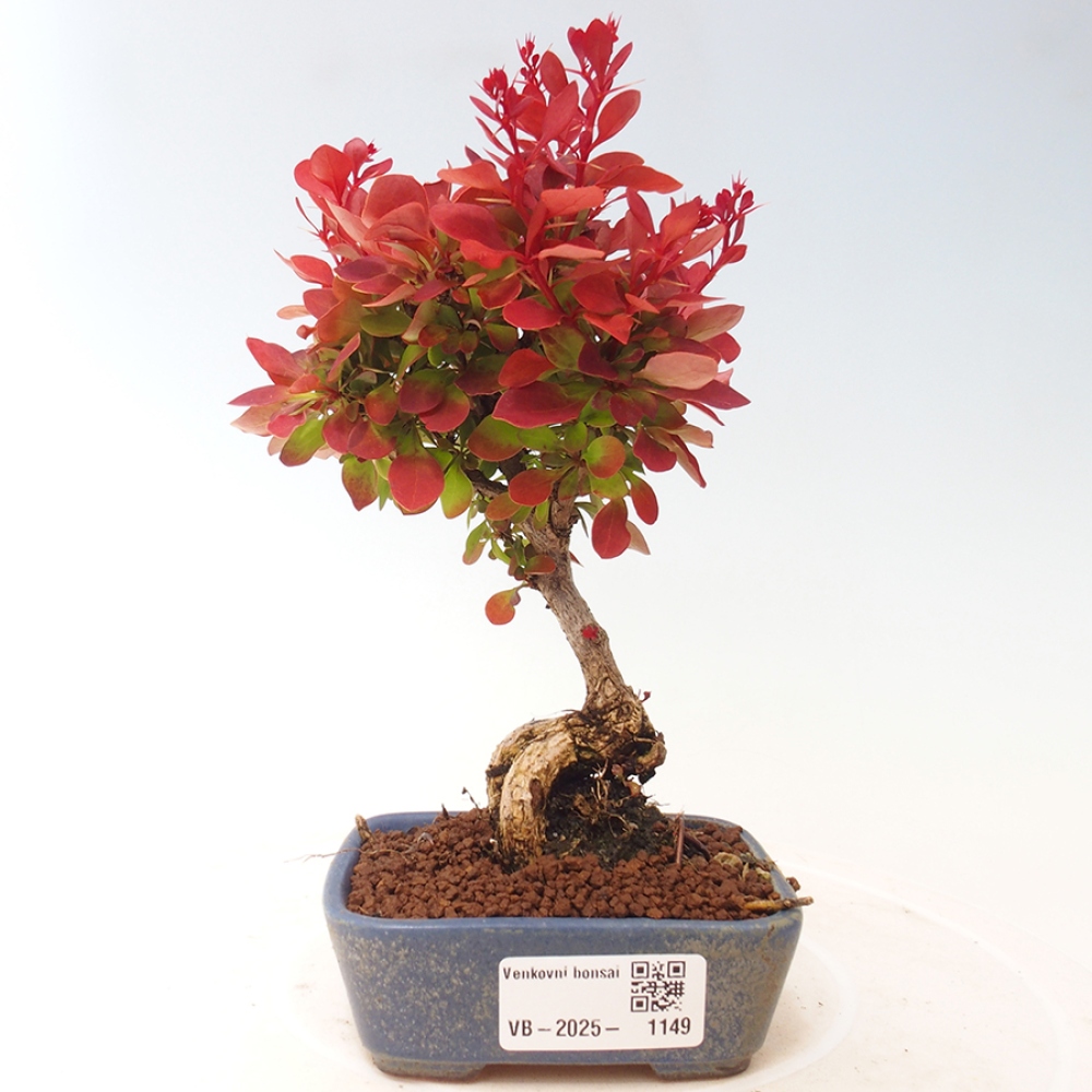Outdoor bonsai - Berberis thunbergii Kobold - Dřištál Thunberg's