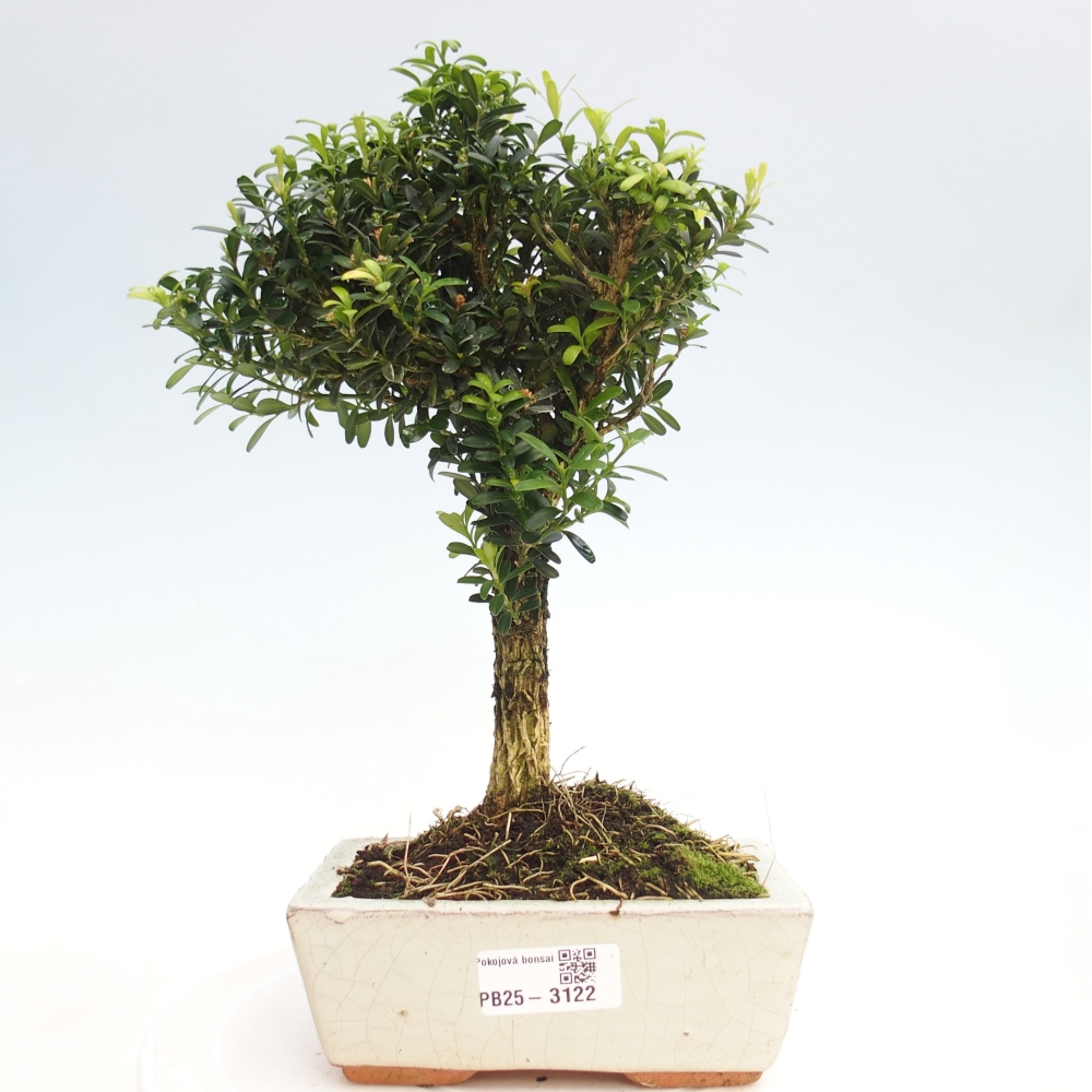 Pokój Bonsai - Buxus harlandii - Bukszpan korkowy