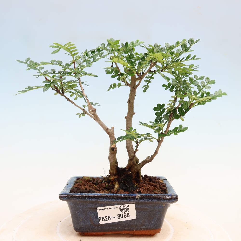 Pokój bonsai - Zantoxylum piperitum - drzewo pieprzowe