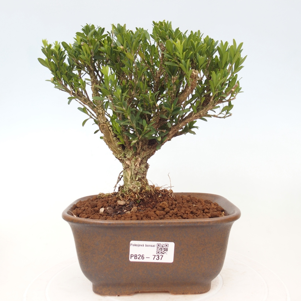 Pokój bonsai - Buxus harlandii - buxus korkowy
