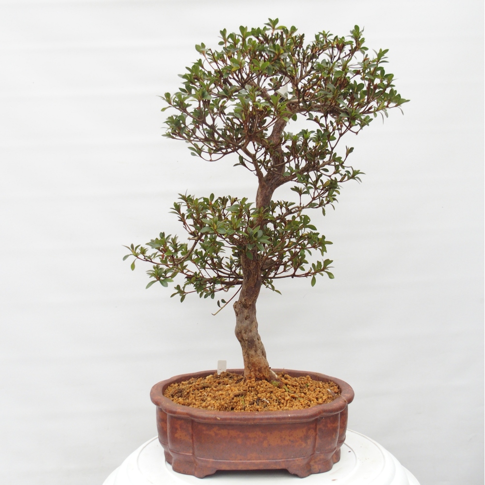Bonsai zewnętrzne - Azalia japońska - Azalia Hanatsuzuri