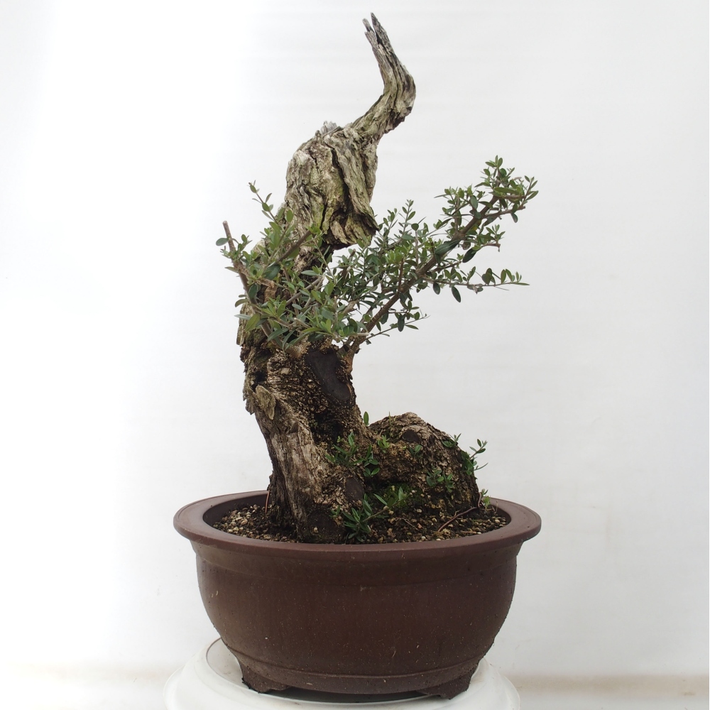 Kryte bonsai - Olea europaea sylvestris - Europejska oliwa z małych liści