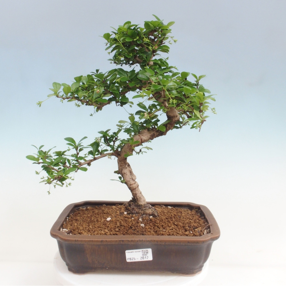 Pokój bonsai - Carmona macrophylla - Tea fuki