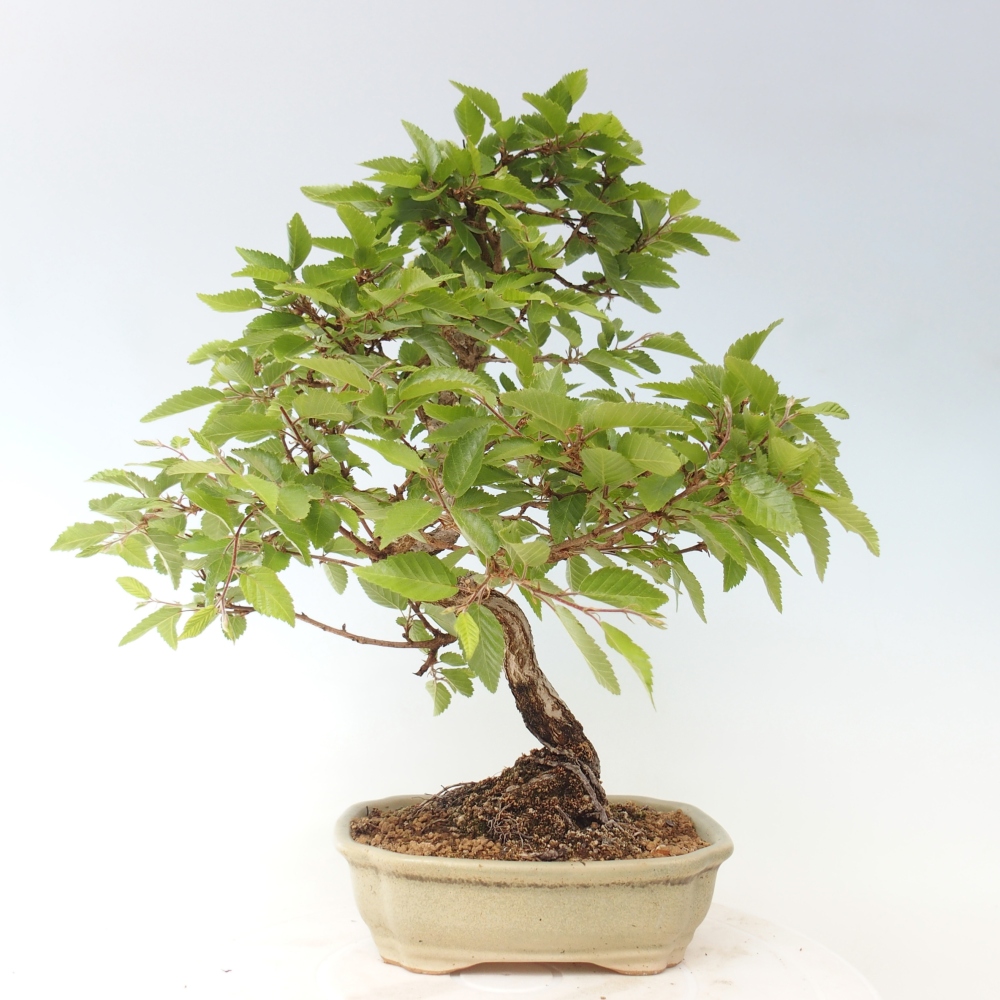 Outdoor bonsai - Carpinus CARPINOIDES - grab koreański