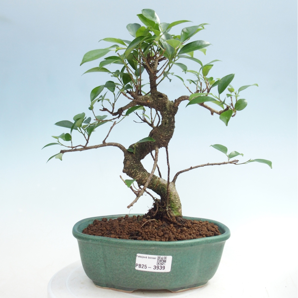 Pokój bonsai - Ficus retusa - figowiec drobnolistny