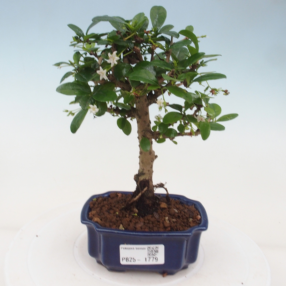 Bonsai wewnętrzne - Carmona makrophylla - Herbata Fuki