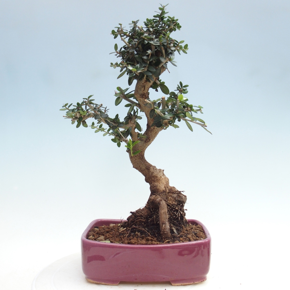 Bonsai do wnętrz - Olea europaea sylvestris