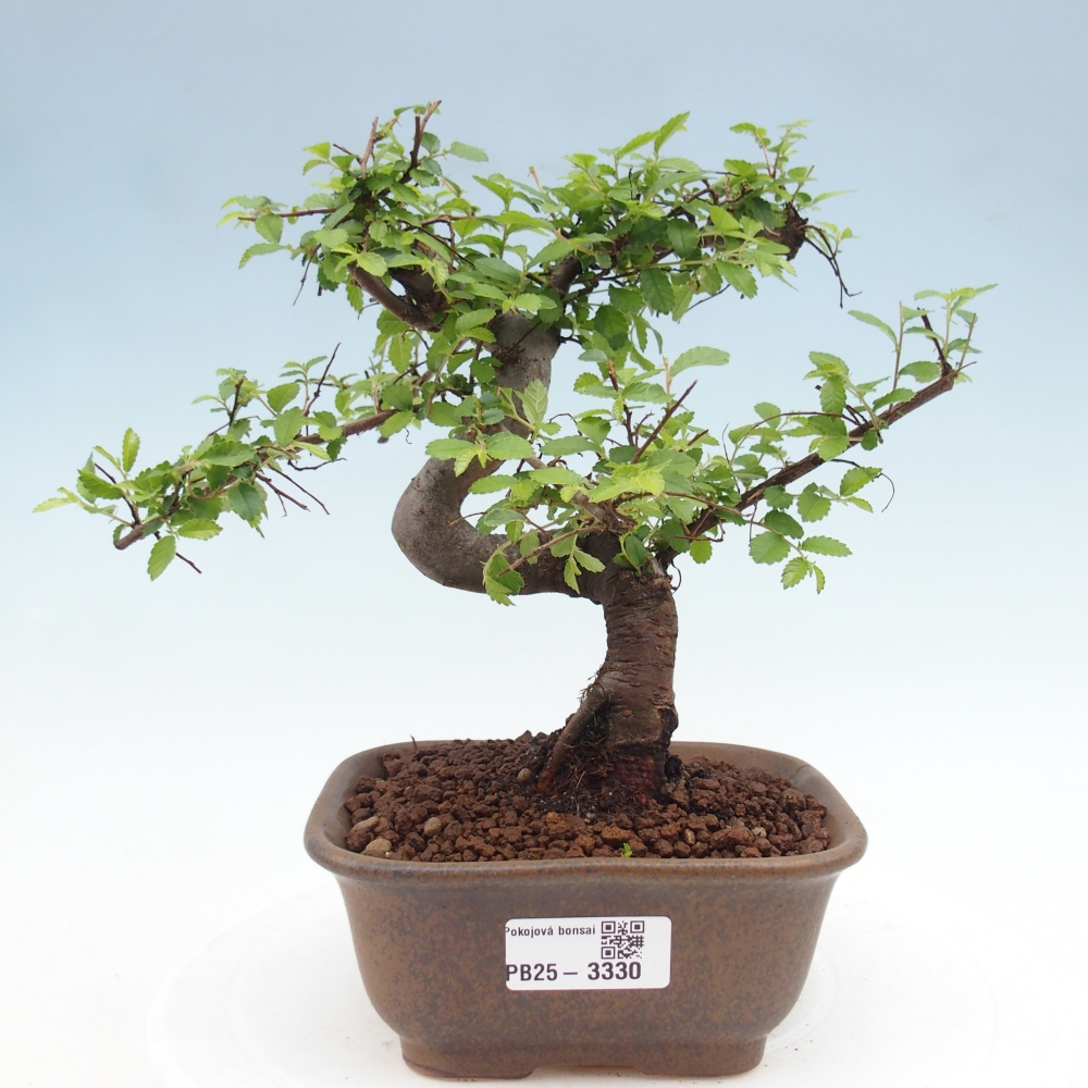 Pokój bonsai - Ulmus parvifolia - Wiąz drobnolistny