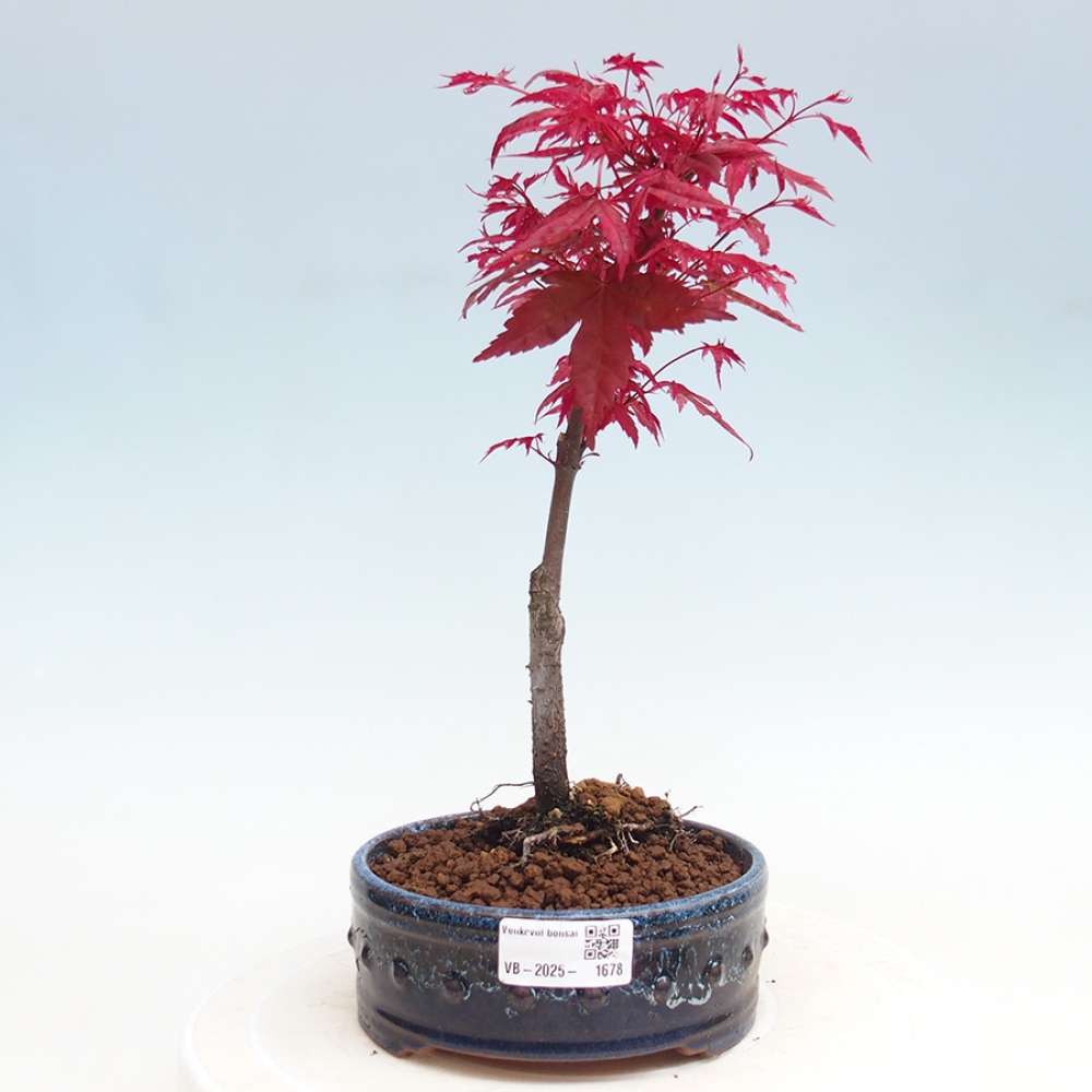 Outdoor bonsai - dlanitolistý klon - Acer palmatum DESHOJO