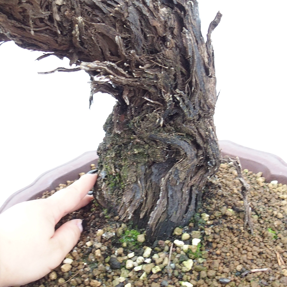 Bonsai plenerowe - Vitis vinnifera MUSKAT ITALIA  - Winorośl