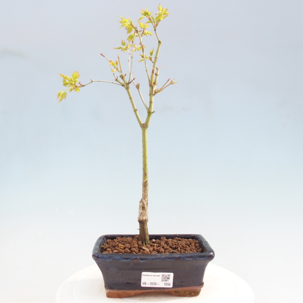 Acer palmatum Aureum - złoty klon