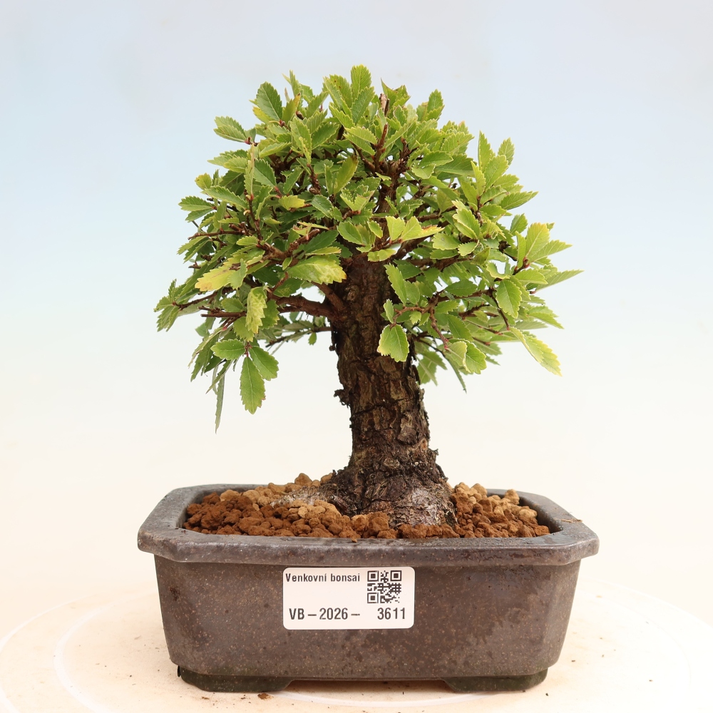 Bonsai zewnętrzne - Zelkova - Zelkova NIRE