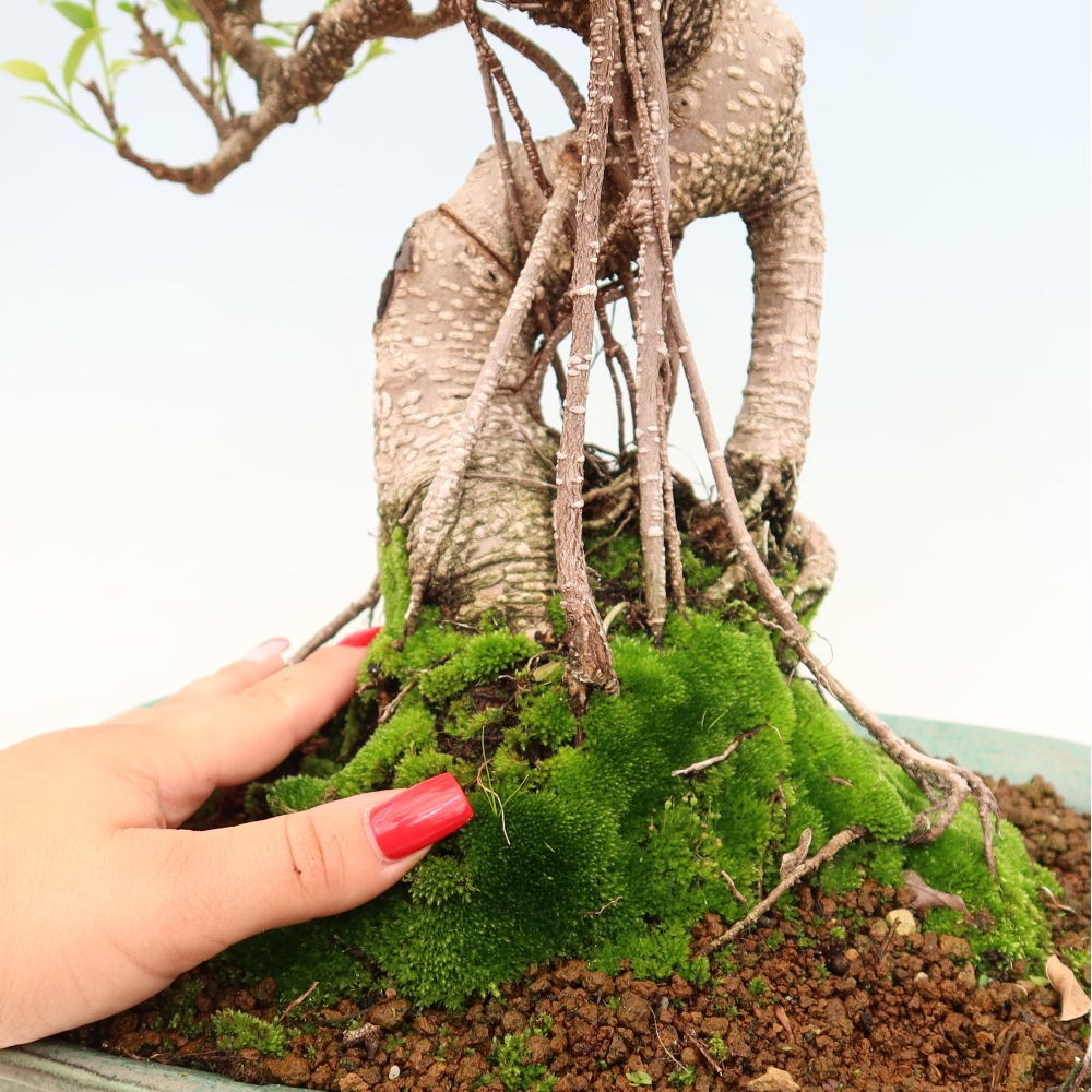 Pokój bonsai - Ficus kimmen - figowiec drobnolistny
