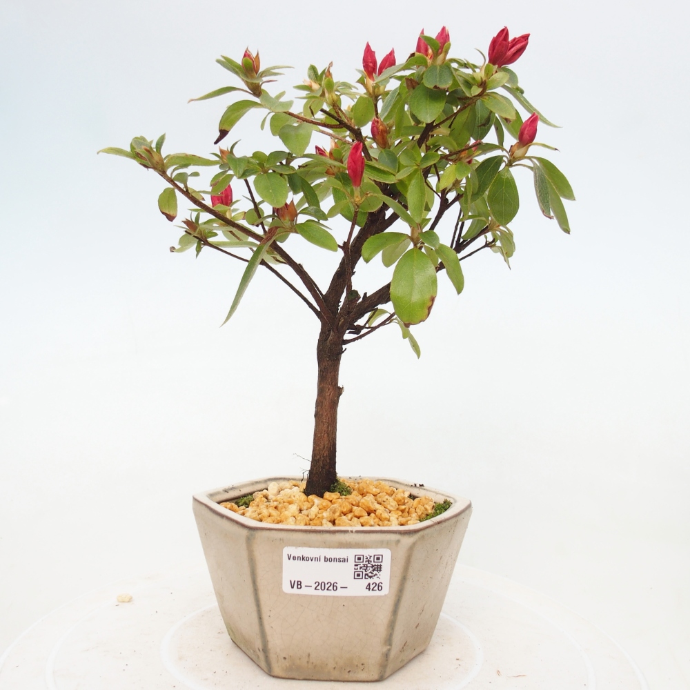 Outdoor bonsai - Azalia japońska - Azalea sp.
