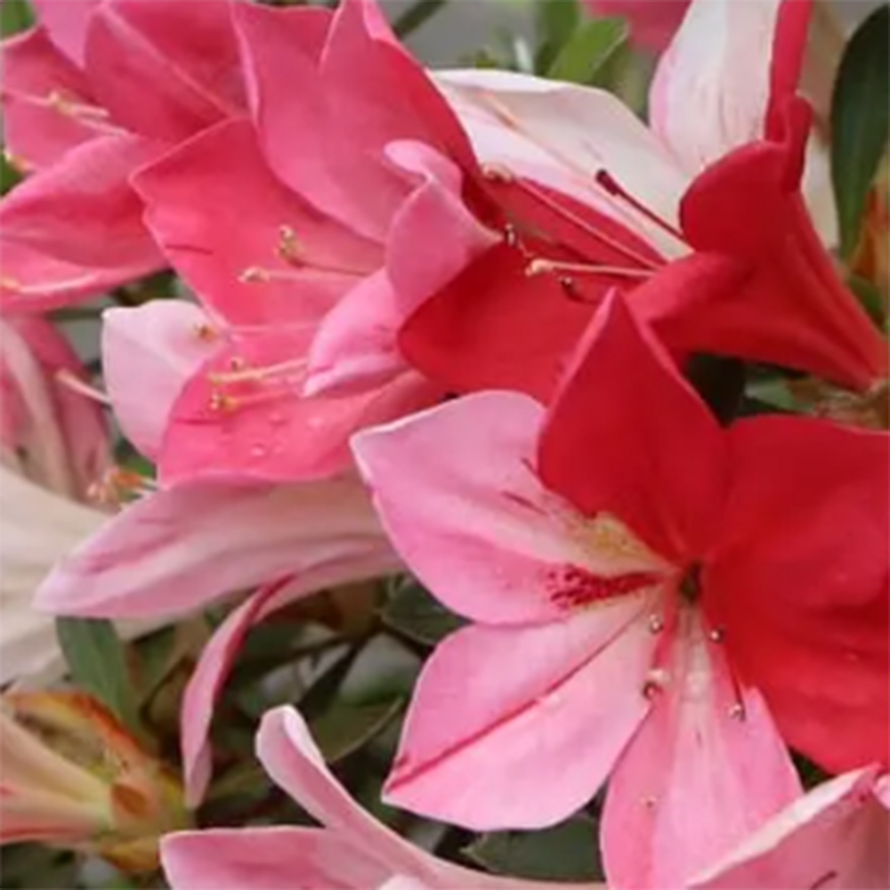 Outdoor bonsai - Azalia japońska - Azalia Haruurara