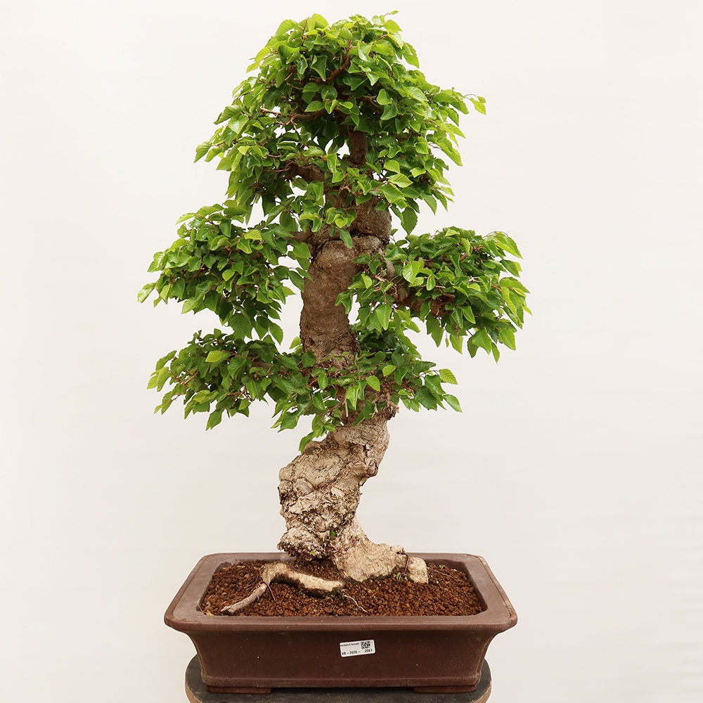 Bonsai plenerowe - Carpinus Coreana - grab koreański