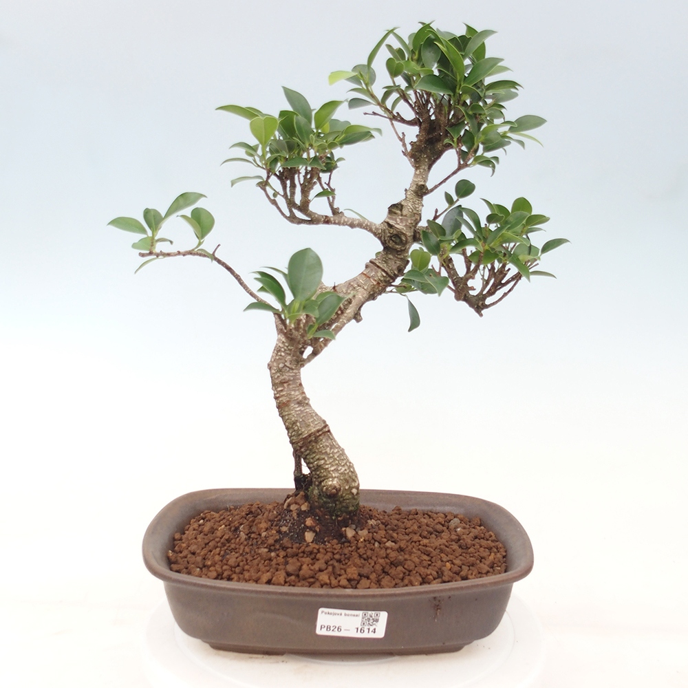 Kryty bonsai - kimono Ficus - figowiec drobnolistny