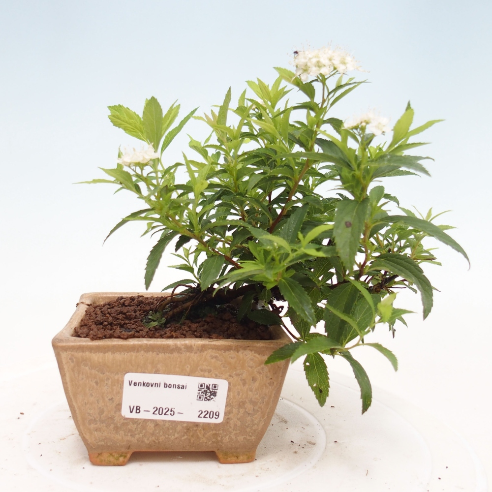 Outdoor bonsai - Spirea japonica GENPSI
